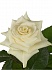 Роза(экв) Мондиал 70см(Hispano roses)