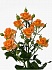 Роза куст. 4 Гуд Пич 80см(10)