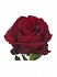 Роза(экв) Эксплорер 50см(Art Roses)