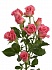 Роза куст. Натали 60см(10)
